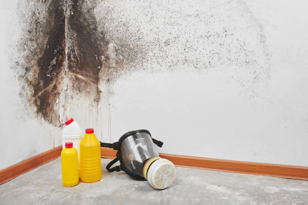 Best Attic Mold Removal  in Royal Pines, NC