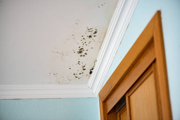 Best Home Mold Removal  in Royal Pines, NC