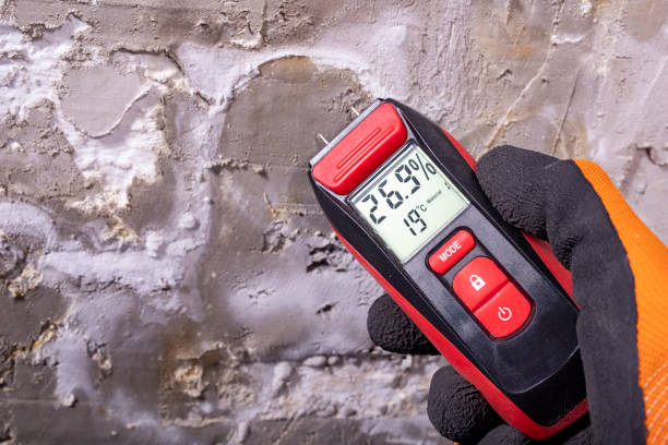 Best Same-Day Mold Removal  in Royal Pines, NC
