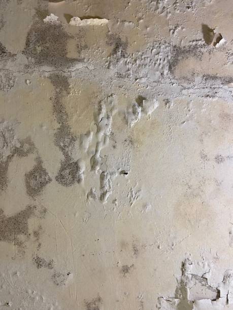 Best Mold Testing and Removal  in Royal Pines, NC
