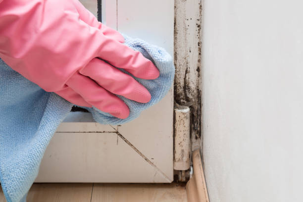 Best Certified Mold Removal  in Royal Pines, NC