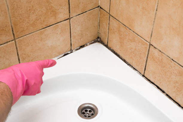 Best Mold Testing  in Royal Pines, NC